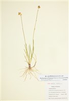 藏品(膠岩菖蒲)的圖片